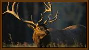 Big Buck
