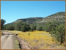 Hillside wildflowers along a ranch road