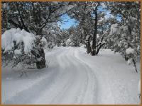 Snow-covered winding road through trees in winter